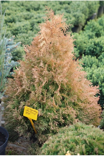 Саджанець Туя вересковидна Ельвангера Аура