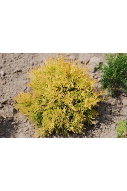 Thuja Ellwangeriana Aurea
