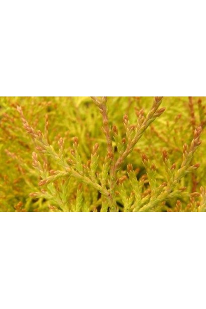 Золотиста хвоя туї Ельвангера Аура.