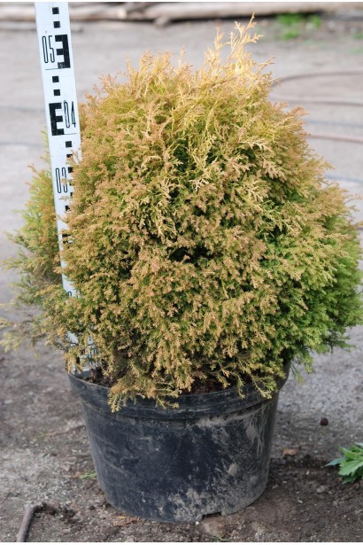 Туя вересковидна Ельвангера Аура 