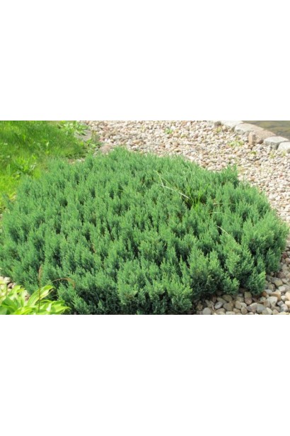 Ялівець горизонтальний Блю Форест