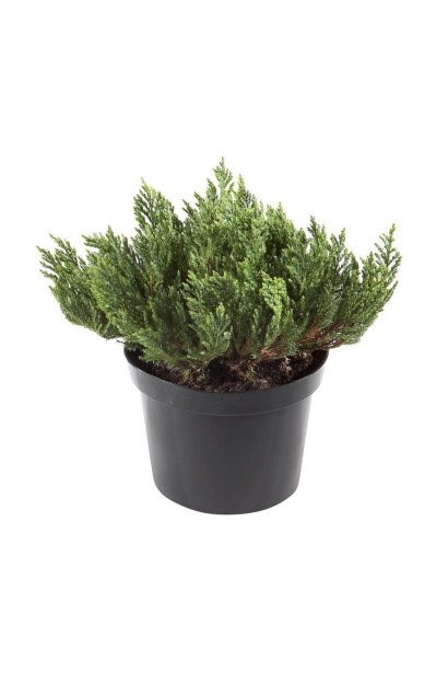 Ялівець Blue Forest саджанець в горщику