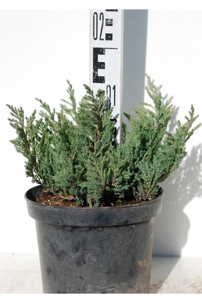 Ялівець Блю Форест саджанець С3 висота 10-15 см