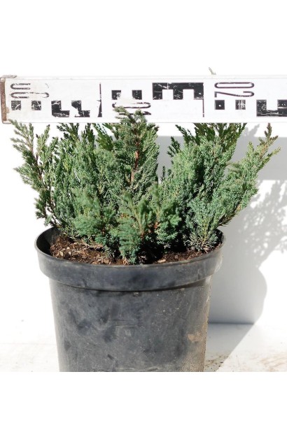 Ялівець Блю Форест саджанець С3 діаметр 20-25 см