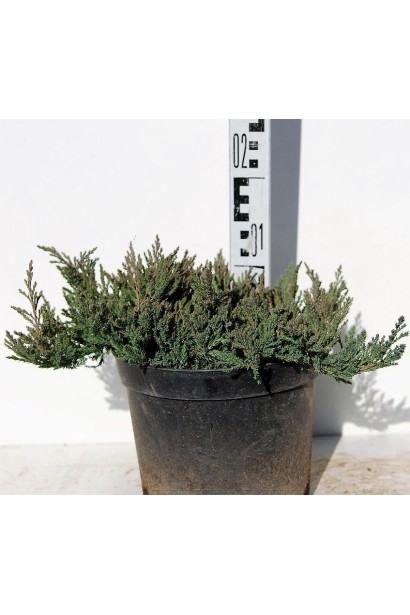 Ялівець горизонтальний Блю Форест в горщику 3 л
