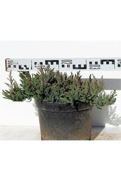 Ялівець горизонтальний Блю Форест в контейнері 3 л