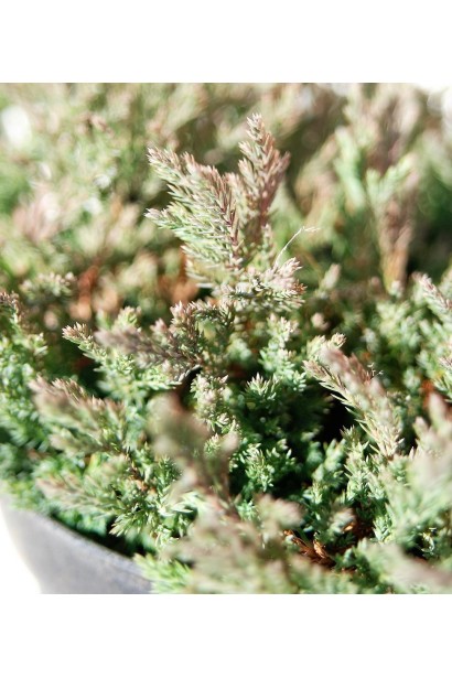 Ялівець Блу Форест хвоя