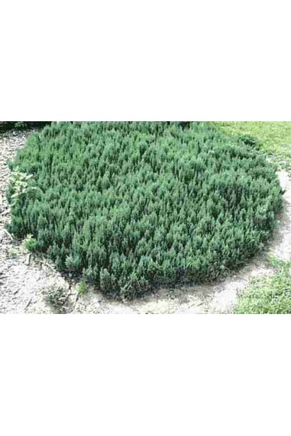 Ялівець сланкий Блю Форест