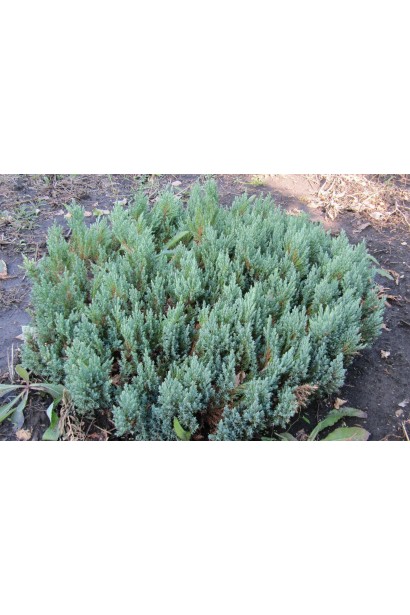 Ялівець карликовий Блю Форест