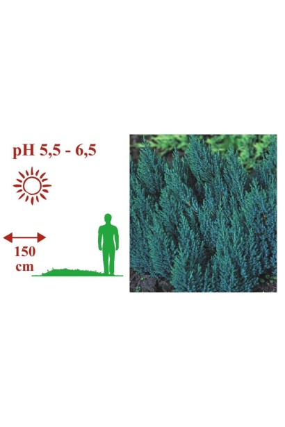 Juniperus horizontalis Blue Forest