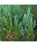 Можжевельник горизонтальный Блю Форест | Ялівець горизонтальний Блю Форест | Juniperus horizontalis Blue Forest