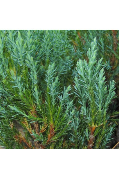 Ялівець горизонтальний Блю Форест блакитна хвоя