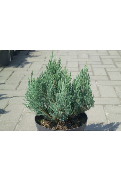 Ялівець горизонтальний Blue Forest