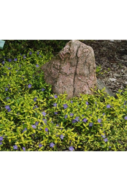 Барвінок Іллюмінейшн в ландшафті