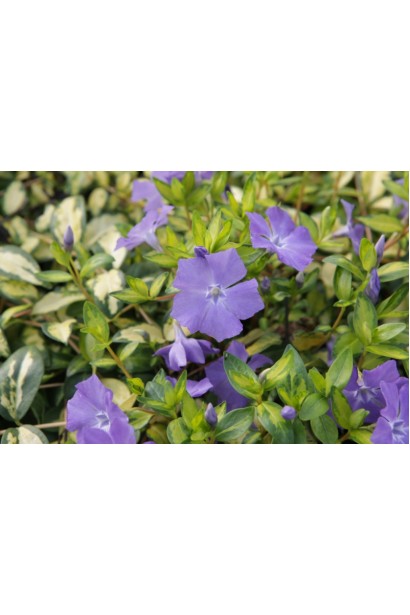 Барвінок Іллюмінейшн квіти 