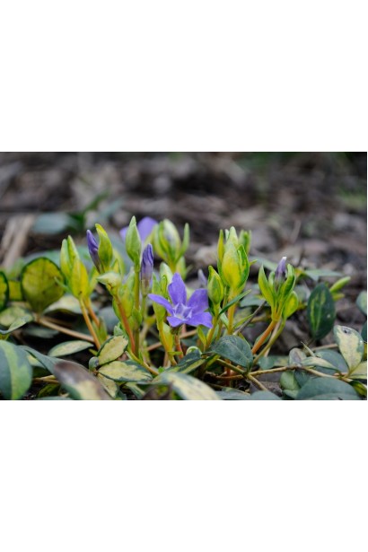 Барвінок малий Іллюмінейшн цвітіння