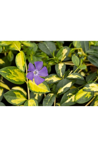 Барвінок малий Кехілл