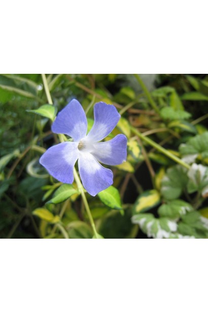 Барвінок Іллюмінейшн фіолетово-блакитна квітка 