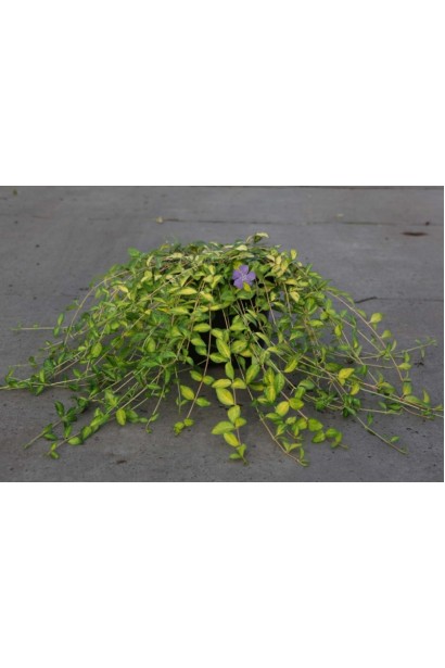 Барвінок малий Іллюмінейшн сланкий багаторічник