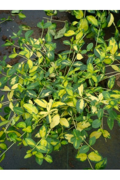 Барвінок малий Іллюмінейшн ® | Барвинок малый Иллюминейшн ® | Vinca minor Illumination ®