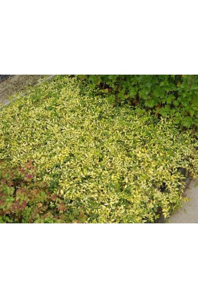 Барвінок малий Іллюмінейшн в садовому центрі