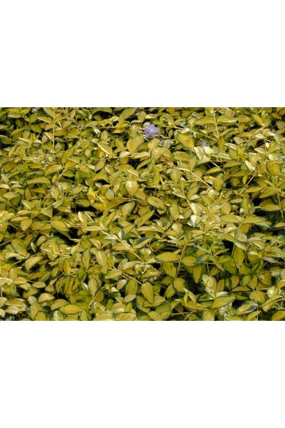 Строкатий килим з барвінку