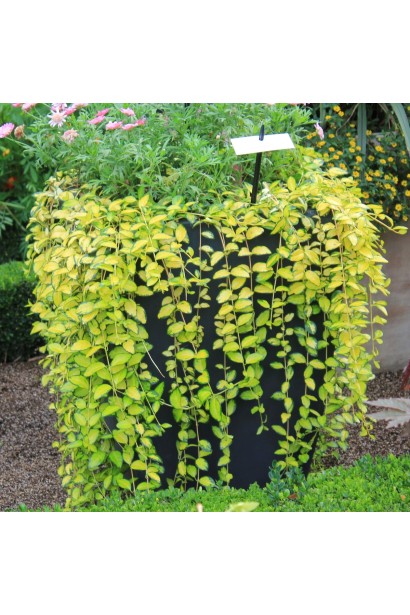 Барвінок малий Illumination ландшафтний дизайн