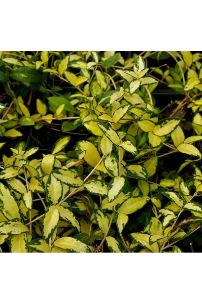 Барвінок Іллюмінейшн забарвлення листя