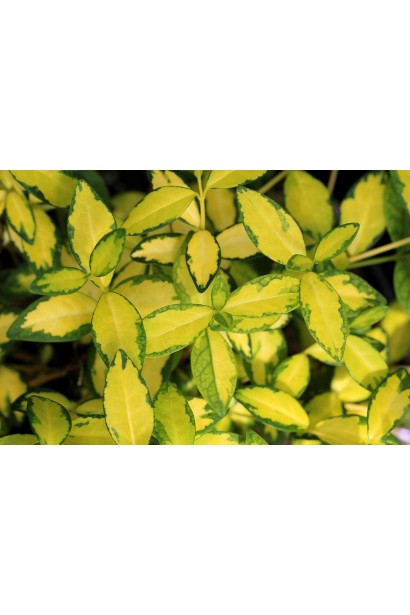 Барвінок Illumination листя