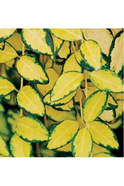 Барвінок Іллюмінейшн строкатий