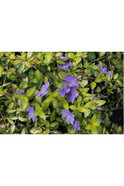 Барвінок малий Іллюмінейшн ® 