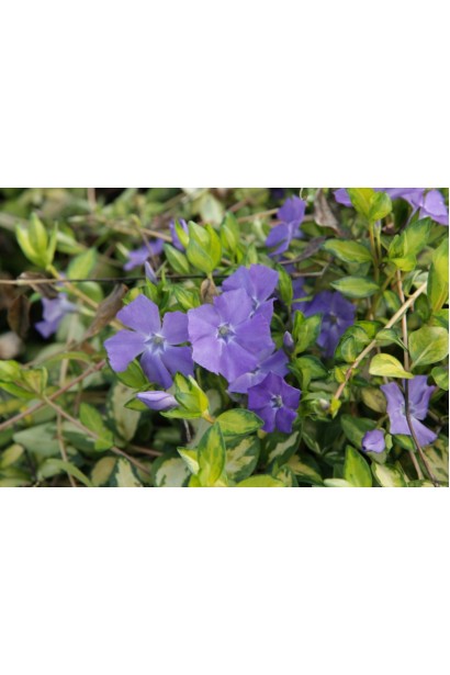 Барвінок Іллюмінейшн фіолетово-блакитний