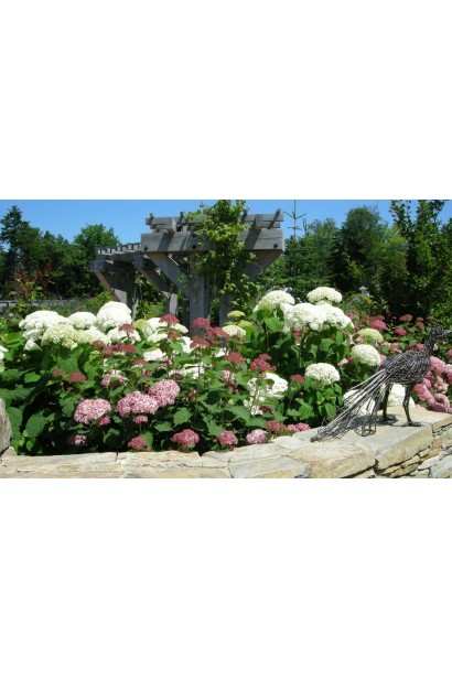 Гортензія Стронг Аннабель на клумбі