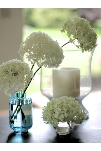 Гортензія Стронг Аннабель у вазі