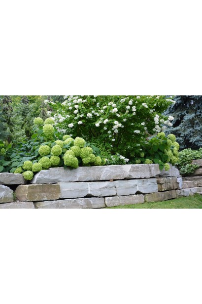 Hydrangea arborescens Strong Annabelle ®