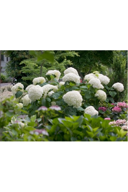 Hydrangea Strong Annabelle 