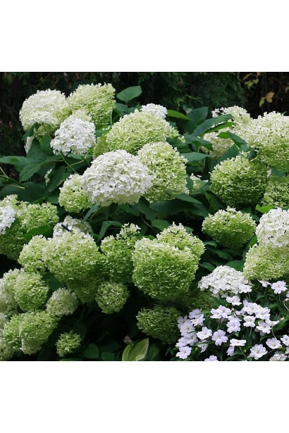 Біла гортензія