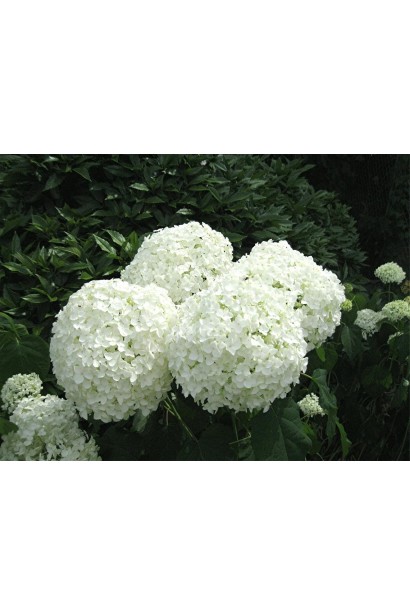 Гортензія Strong Annabelle 