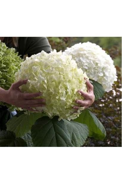 Гортензія Стронг Аннабель розмір квітки