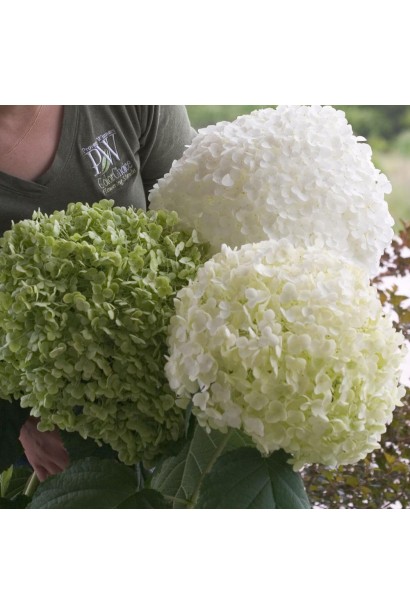 Гортензія деревоподібна Стронг Анабель ®