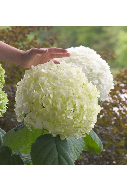 Гортензія Стронг Аннабель великі білі кулясті суцвіття