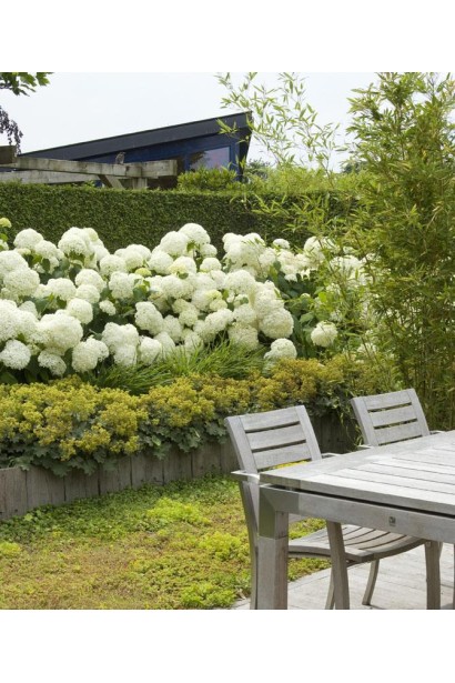 Гортензія Стронг Аннабель в ландшафті