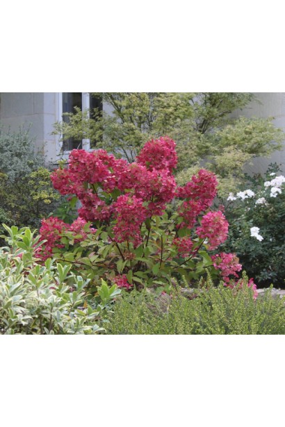 Гортензія Вімс Ред в ландшафті