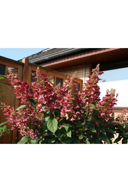 Hydrangea paniculata Wim’s Red ®