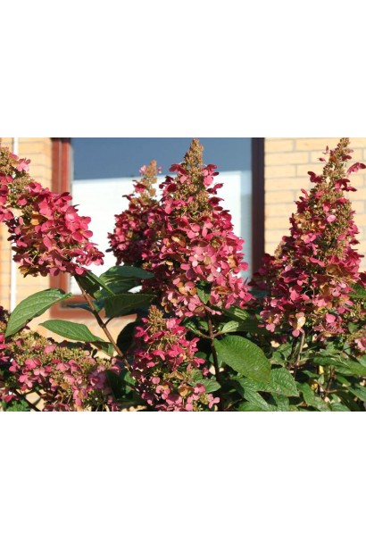 Гортензія волотиста Вімс Ред ®