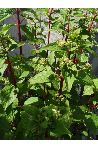 Гортензія Вімс Ред темно-зелене листя 