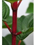 Гортензія волотиста Вімс Ред ® | Гортензия метельчатая Вимс Ред ® | Hydrangea paniculata Wim's Red ®