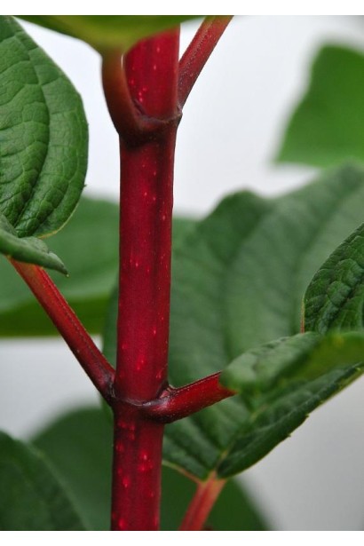 Гортензія Вімс Ред буро-червоні пагони