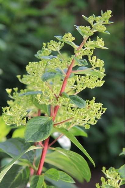 Гортензія волотиста Вімс Ред початок цвітіння