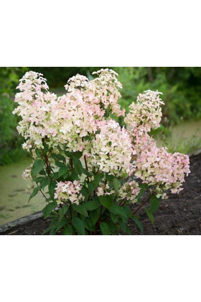 Гортензія Wim’s Red цвітіння